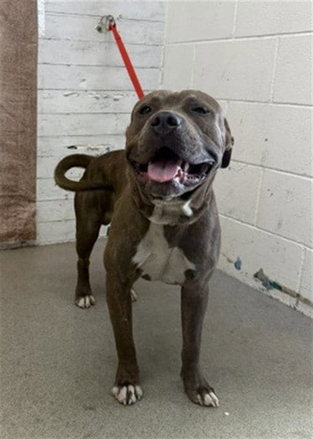 Photo of Comet, adoptable Pit Bull Terrier in San Bernardino, California
