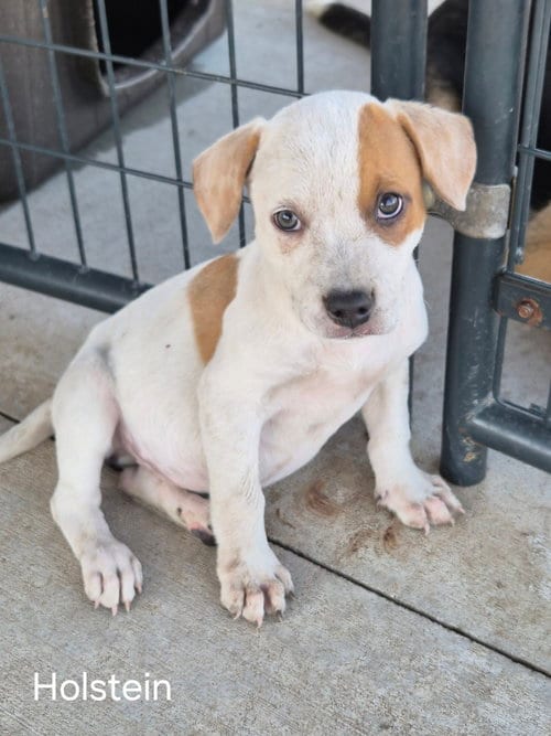 Photo of Holstein, adoptable Australian Cattle Dog/Blue Heeler in Bolivar, Missouri