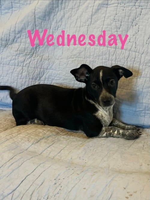 Photo of Wednesday, adoptable Dachshund in Pipe Creek, Texas