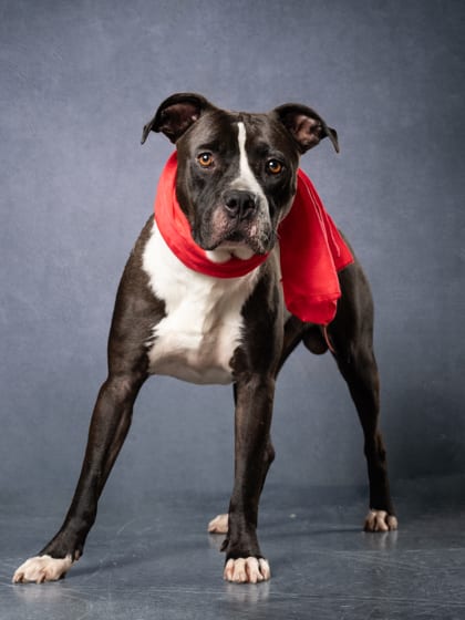Photo of Jollof Rice, adoptable dog in Atlanta, Georgia