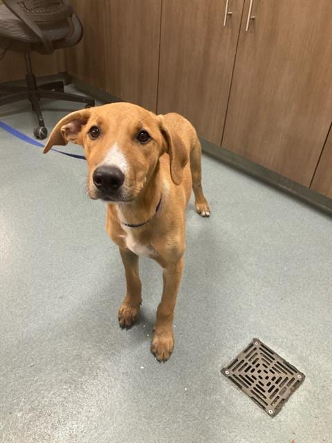Photo of Larry, adoptable Black Mouth Cur in Baytown, Texas