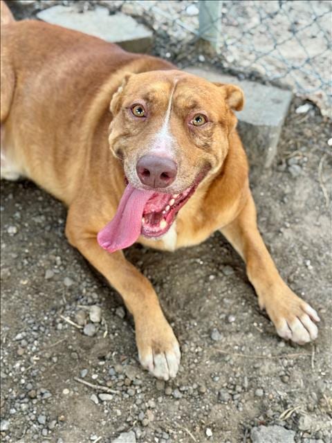 Photo of Beck, adoptable Labrador Retriever in Conroe, Texas