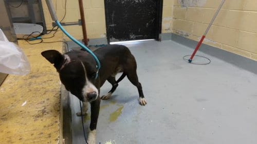 Photo of Roadrunner, adoptable Pit Bull Terrier in Tulsa, Oklahoma