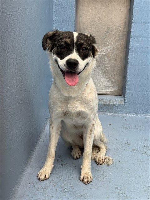 Photo of Blessing, adoptable German Shepherd Dog in Downey, California