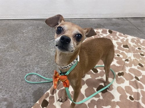 Photo of Dumpling, adoptable Chihuahua in Phoenix, Arizona