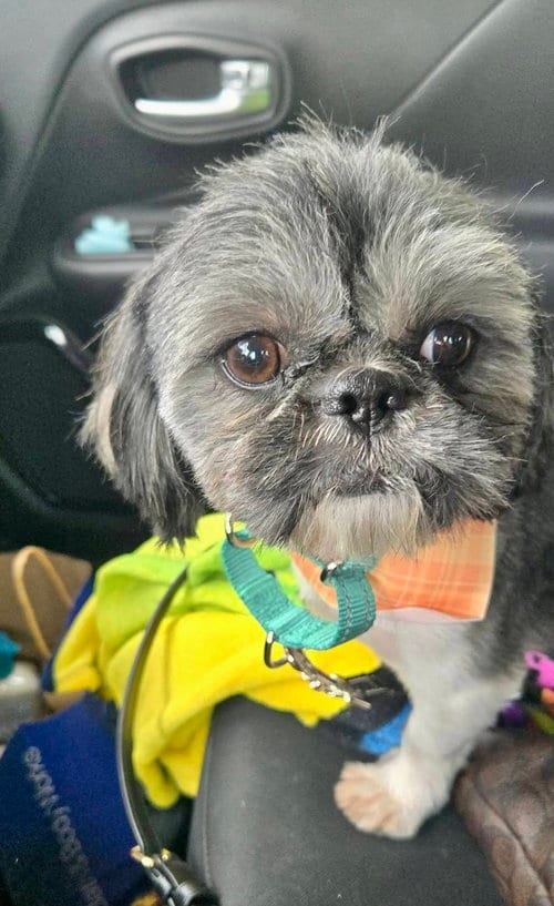 Photo of Ozzy, adoptable Shih Tzu in Mount Laurel, New Jersey