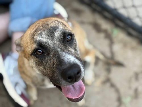 Photo of Gabby, adoptable Catahoula Leopard Dog in Tulsa, Oklahoma