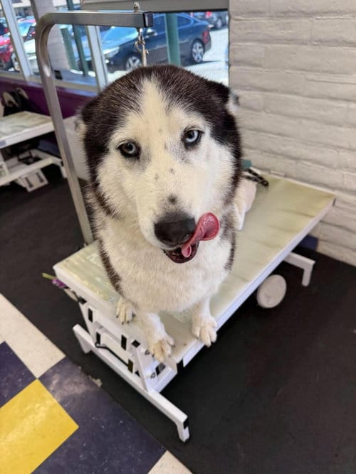 Photo of Lucy, adoptable Siberian Husky in Cedar Crest, New Mexico