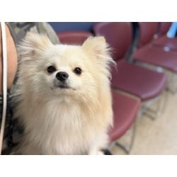 Photo of Casper, adoptable Pomeranian in Doral, Florida