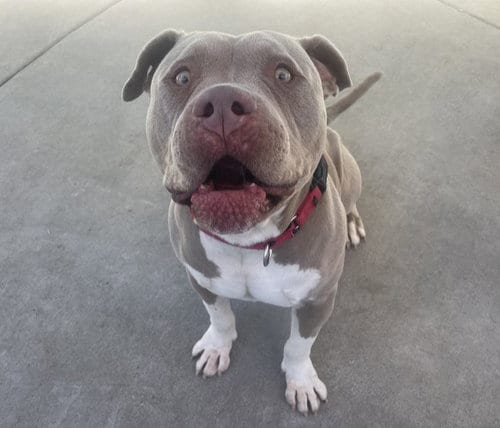 Photo of Mugsy, adoptable Pit Bull Terrier in Martinez, California