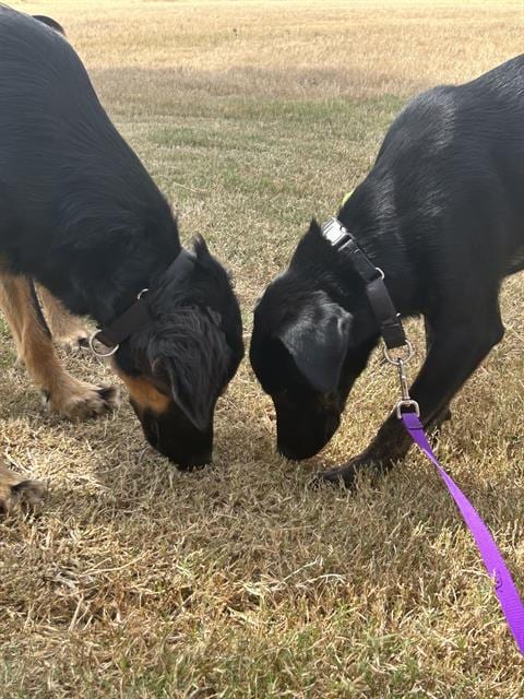 Photo of Rocko, adoptable dog in San Antonio, Texas