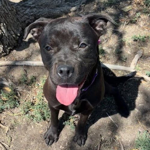 Photo of Ivy, adoptable Pit Bull Terrier in Aurora, Colorado