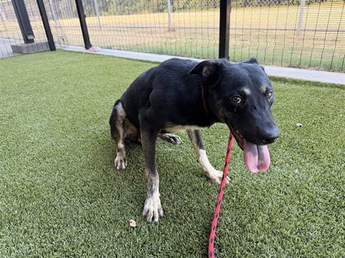 Photo of Junior, adoptable Siberian Husky in Garland, Texas