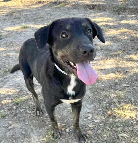 Photo of Collin, adoptable Plott Hound in Conroe, Texas