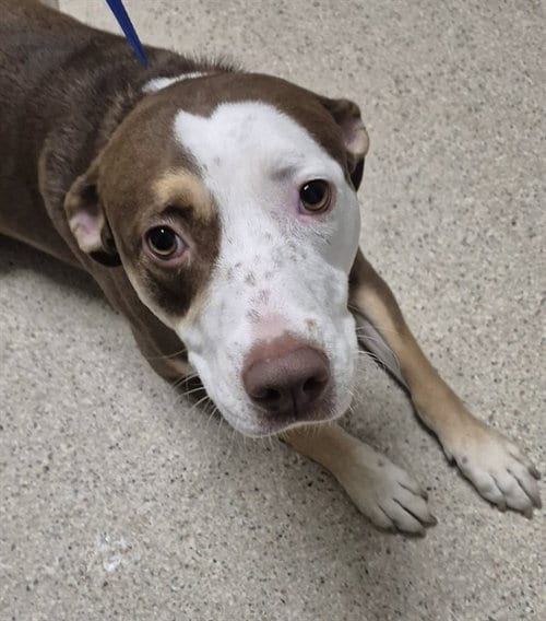 Photo of Pink, adoptable Pit Bull Terrier in Bakersfield, California