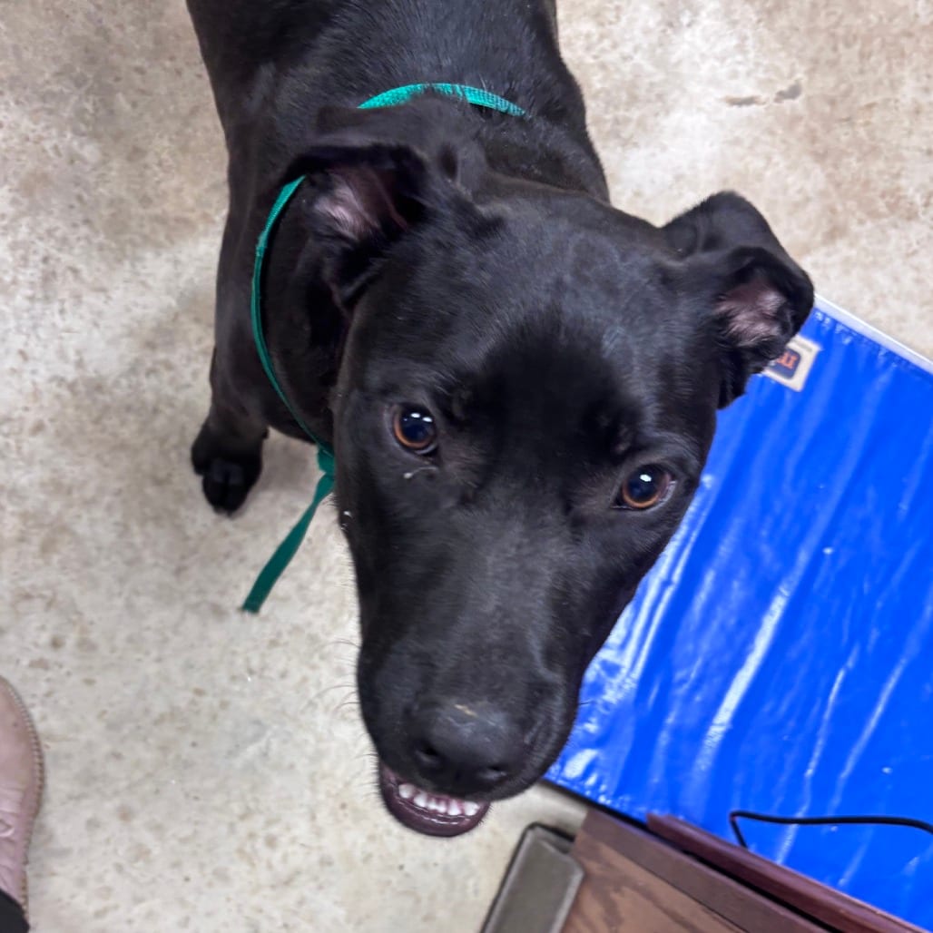 Photo of Snapple - 060905U, adoptable Terrier, Pit Bull / Mix in Tupelo, Mississippi