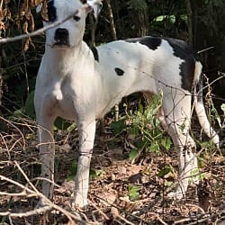 Photo of Jade, adoptable Boxer Hound (Unknown Type) in Harrison, Arkansas