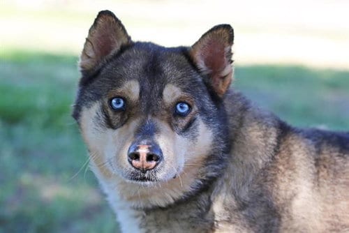 Photo of Bear, adoptable Husky in Albuquerque, New Mexico