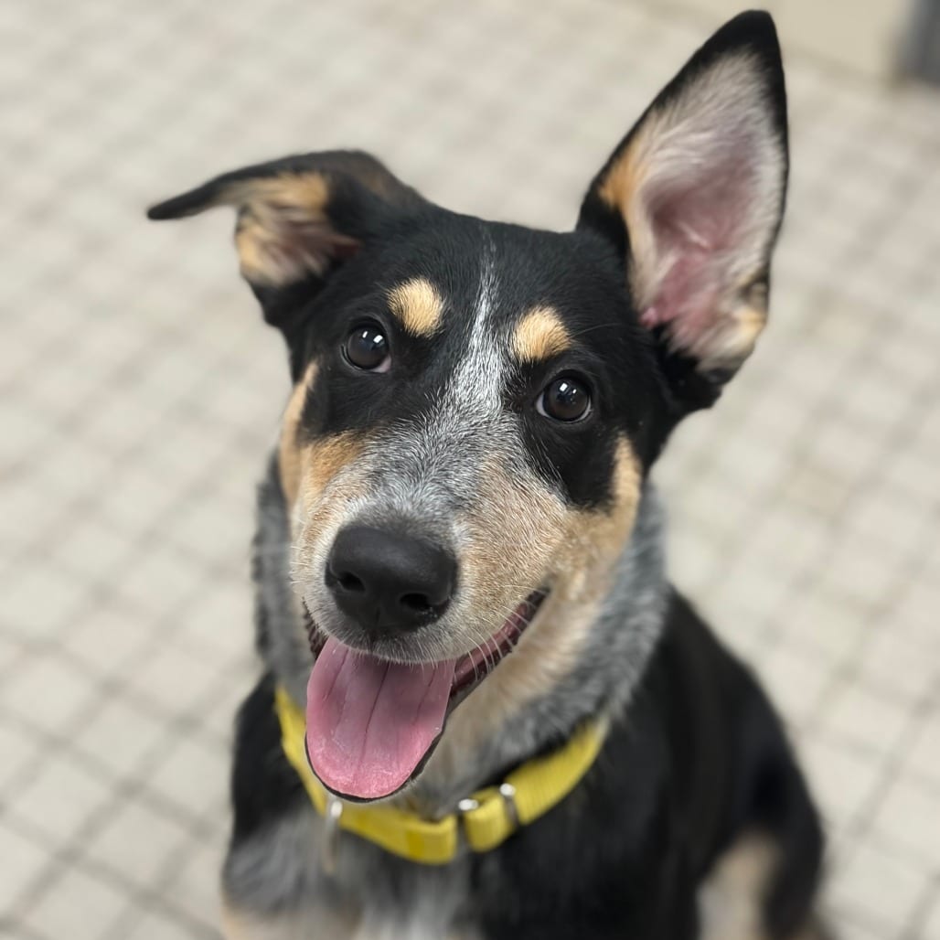 Photo of Daytona, adoptable Cattle Dog, Australian (Blue Heeler)