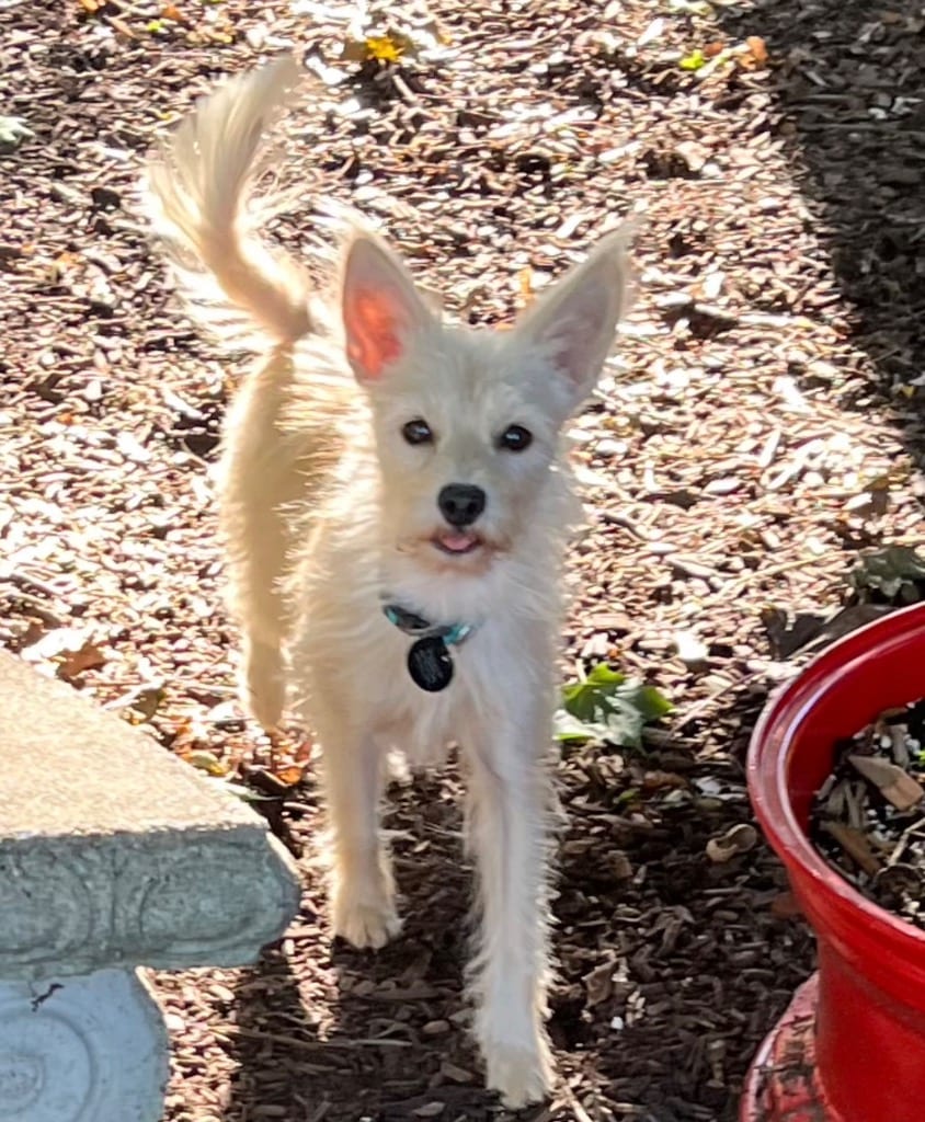 Photo of Francine, adoptable Wirehaired Terrier in West Bloomfield, Michigan