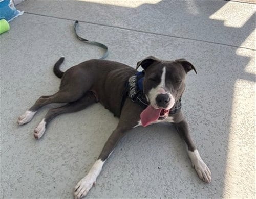 Photo of Rowena, adoptable Staffordshire Bull Terrier in Ocala, Florida