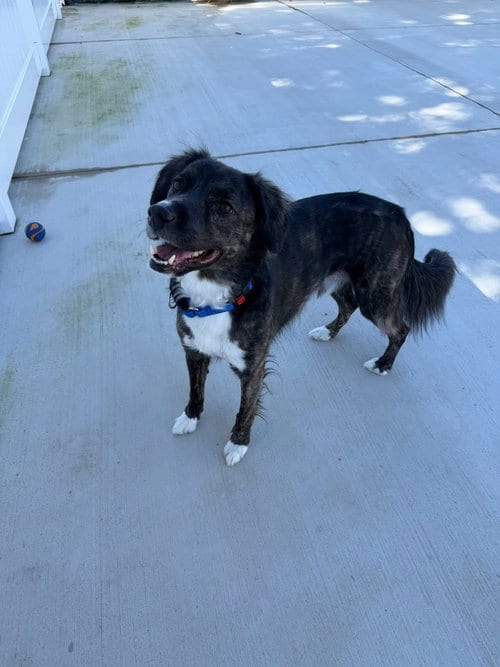Photo of Mozie, adoptable Border Collie in Lancaster, Pennsylvania