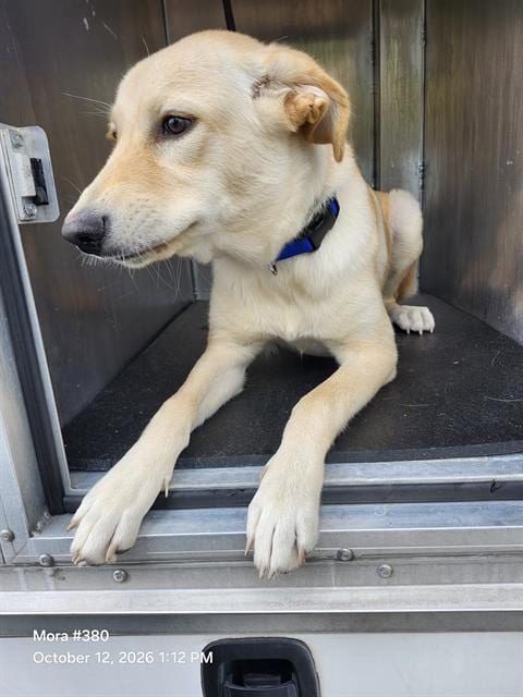 Photo of A830158, adoptable Labrador Retriever in San Antonio, Texas