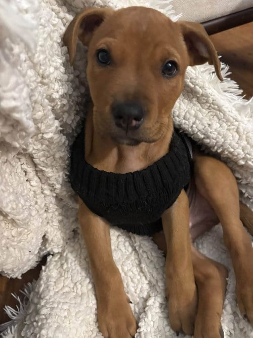 Photo of Uncle Fester, adoptable American Pit Bull Terrier in Germantown, Ohio