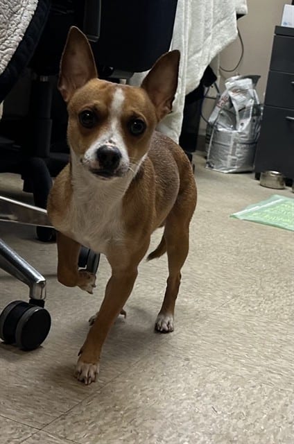 Photo of Senior Chihuahua - Smooth Coated, adoptable Chihuahua - Smooth Coated in Devore, California