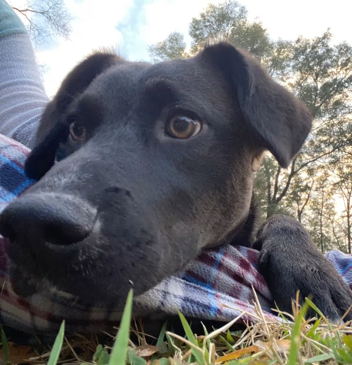Photo of Boogie, adoptable Border Collie/Mixed Breed (Large) in QUINCY, Florida