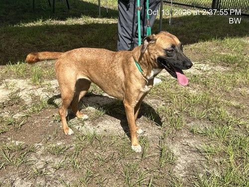 Photo of Hazel, adoptable Belgian Shepherd Malinois in Ocala, Florida