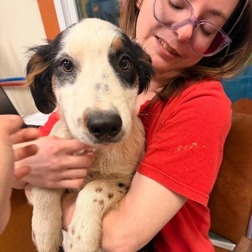 Photo of Bandit, adoptable Collie, Border / Mixed Breed (Medium) in Northern Wisconsin, Wisconsin