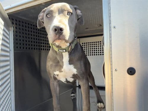 Photo of Griffin, adoptable American Pit Bull Terrier in Mesa, Arizona