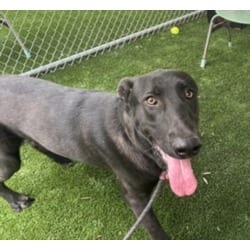 Photo of Jim, adoptable German Shepherd Dog in Chatsworth, California