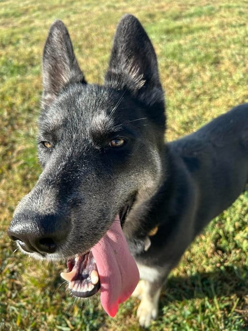 Photo of Diva, adoptable German Shepherd Dog in Steeleville, Illinois