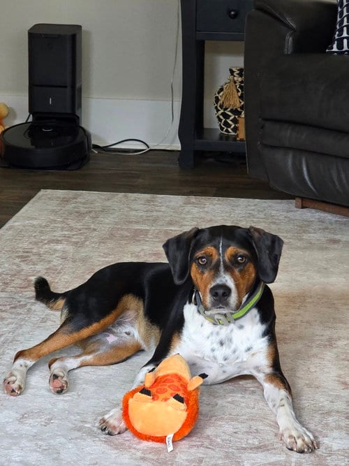 Photo of Henry, adoptable Beagle in Mooresville, North Carolina