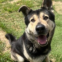 Photo of Tri Tip, adoptable Akita German Shepherd Dog in Ventura, California