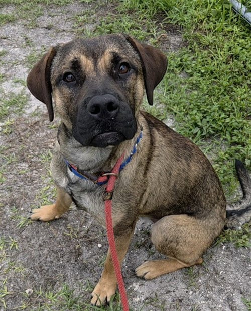 Photo of Houston, adoptable Boxer in Fort Lauderdale, Florida