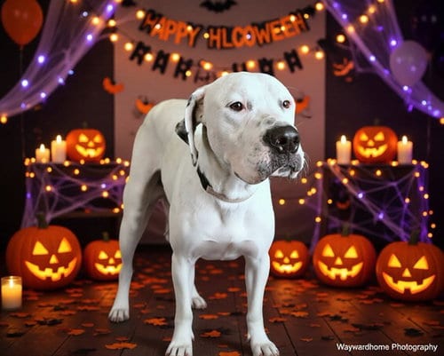 Photo of Omelet, adoptable Great Dane in Ocala, Florida