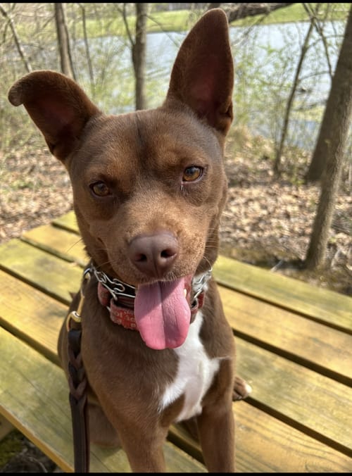 Photo of Dalton, adoptable Pit Bull Terrier in Linton, Indiana