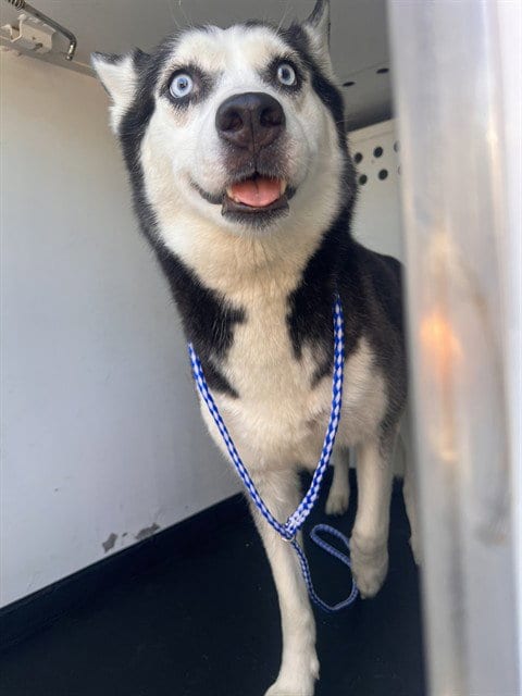 Photo of A171318, adoptable Siberian Husky in Bakersfield, California