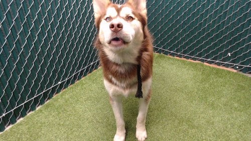 Photo of Topper, adoptable Alaskan Malamute in Downey, California