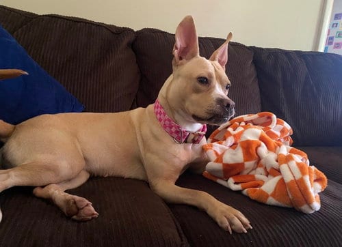 Photo of Monday, adoptable American Pit Bull Terrier in Ball Ground, Georgia