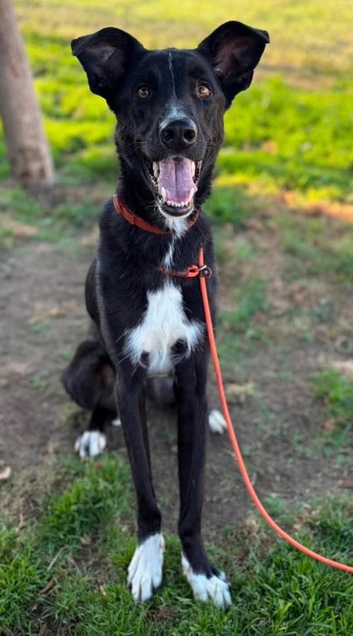 Photo of Syrus, adoptable Unknown breed in Milwaukie, Oregon