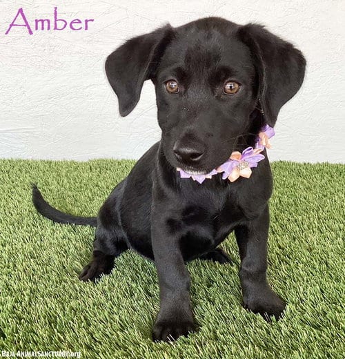Photo of Amber, adoptable Dachshund in San Diego, California
