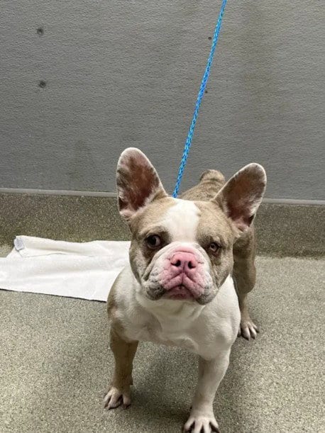 Photo of Kool-Aid, adoptable French Bulldog in Las Vegas, Nevada