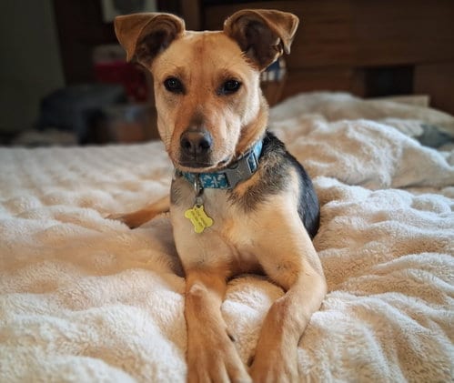 Photo of Akamai, adoptable Shepherd in Sandy, Utah