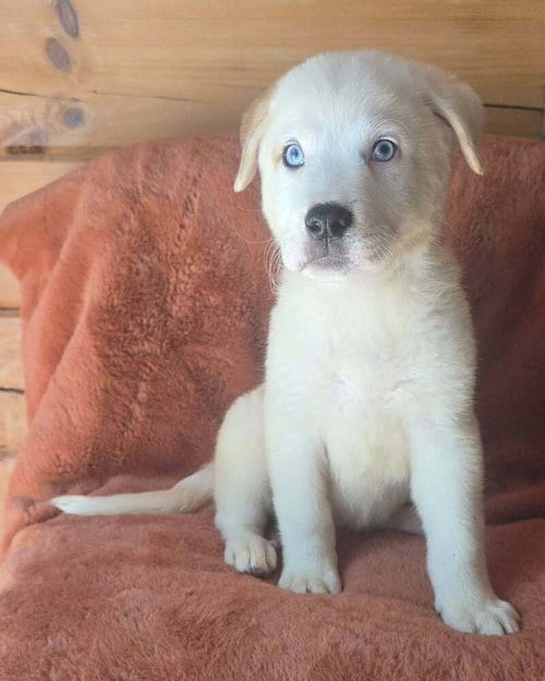 Photo of Nettle (N Puppies), adoptable Great Pyrenees in Brewster, New York