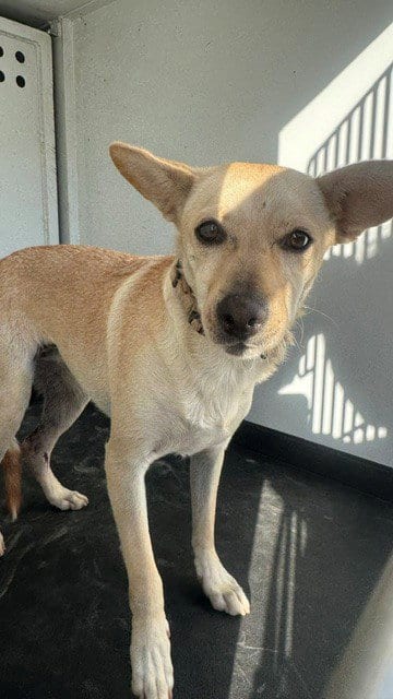 Photo of Zelda, adoptable Chihuahua in Bakersfield, California