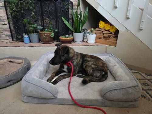 Photo of Knox - Located in New Mexico, adoptable Dutch Shepherd in Imlay City, Michigan